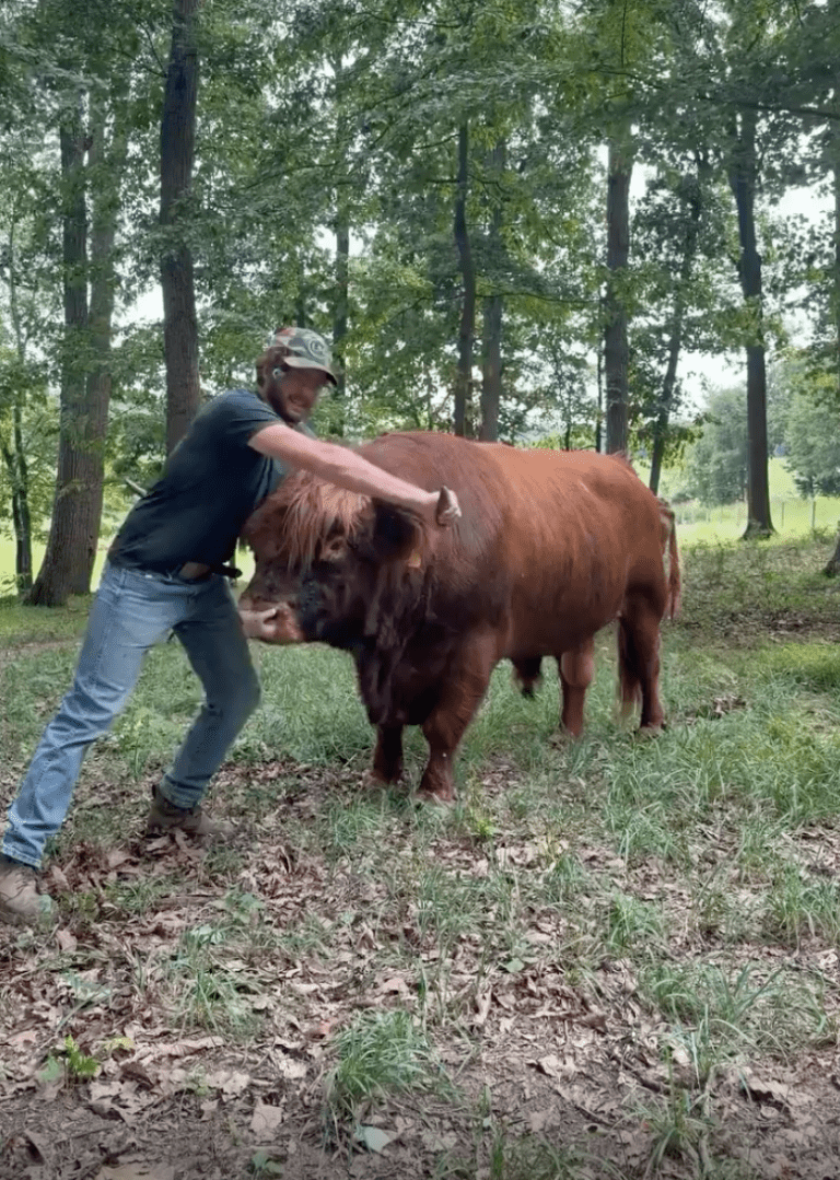 TRENDING NOW: WWE moves ineffectively on a bull | iNFOnews.ca
