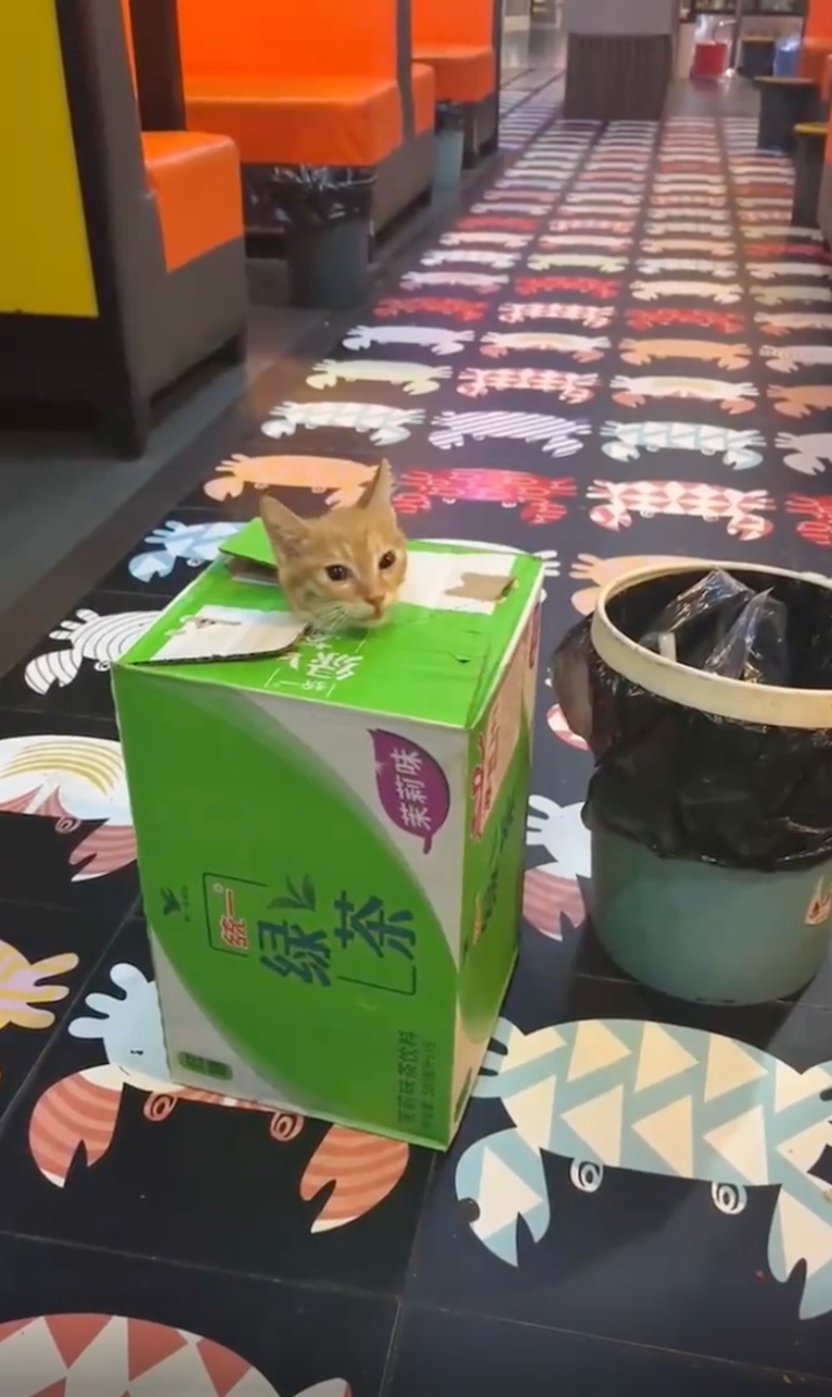 TRENDING NOW: Those cats and their boxes | iNFOnews.ca