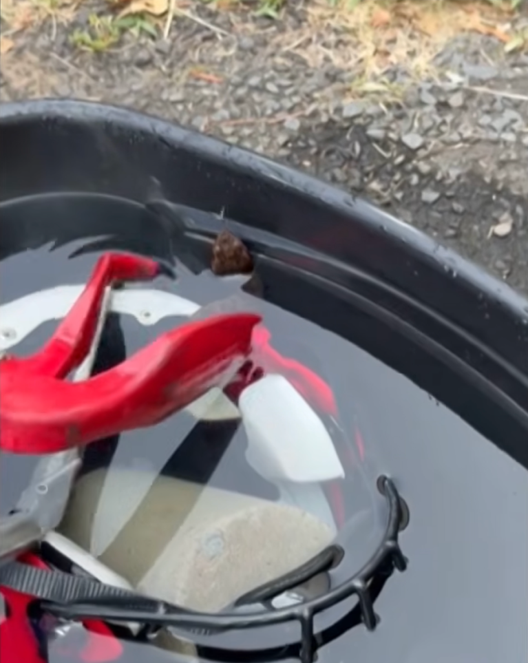 TRENDING NOW: Deadly snake found in high school football player's helmet | iNFOnews.ca