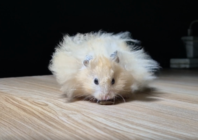 TRENDING NOW: Runway ready rodent | iNFOnews.ca