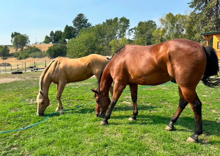 Summerland sanctuary back to helping animals — and people, too | iNFOnews.ca