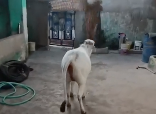 TRENDING NOW: Cow gets up to mischief | iNFOnews.ca
