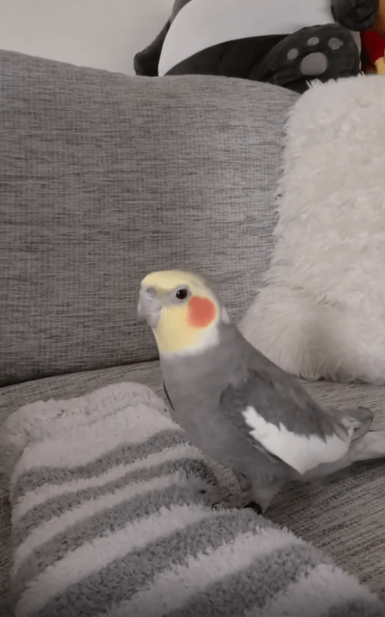 TRENDING NOW: This bird has talent | iNFOnews.ca