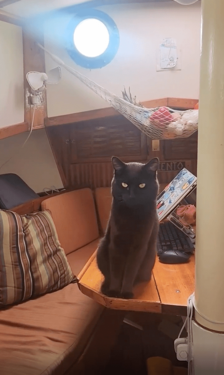 TRENDING NOW: Meet Blackbeard the pirate cat | iNFOnews.ca