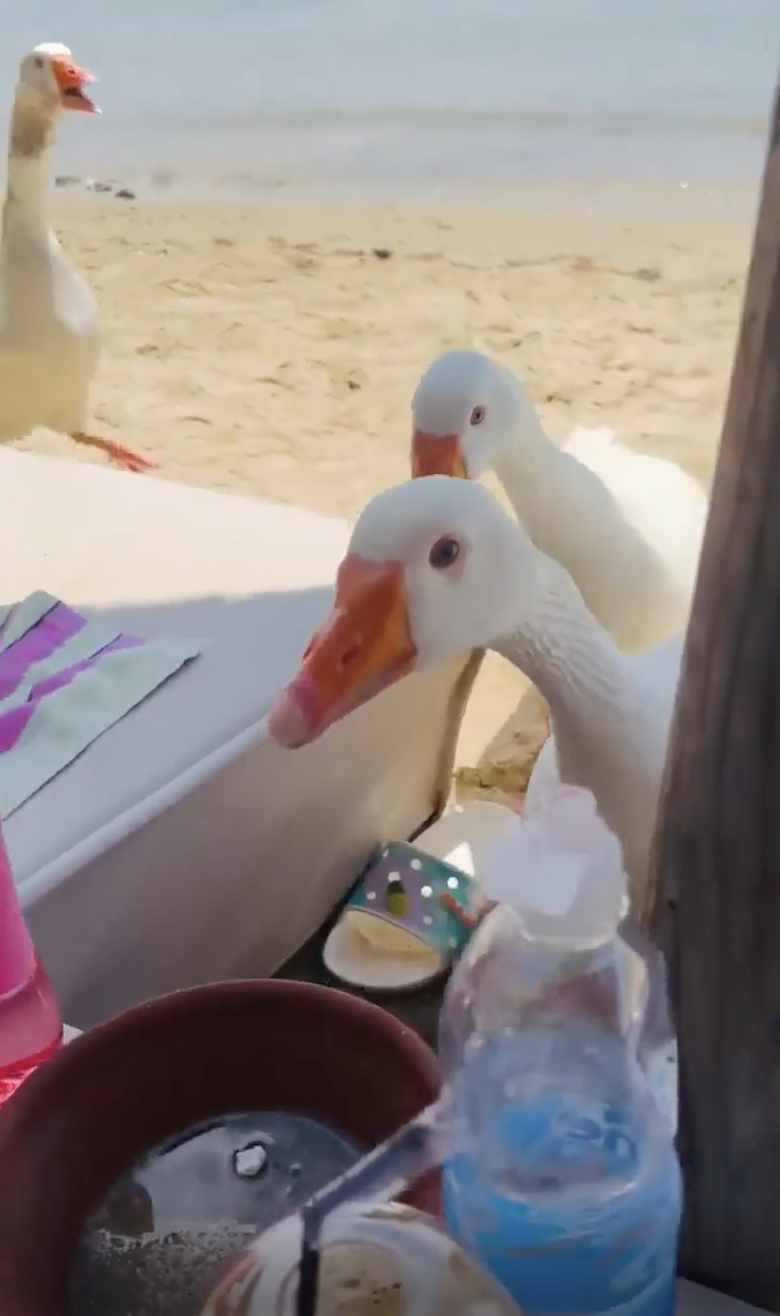 TRENDING NOW: Aggressive geese looking for lunch at the beach | iNFOnews.ca