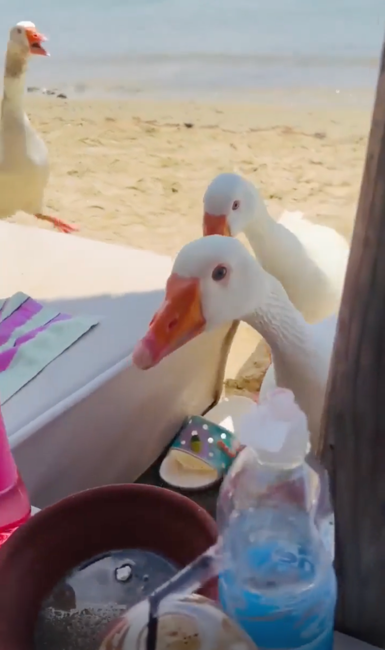 TRENDING NOW: Aggressive geese looking for lunch at the beach | iNFOnews.ca