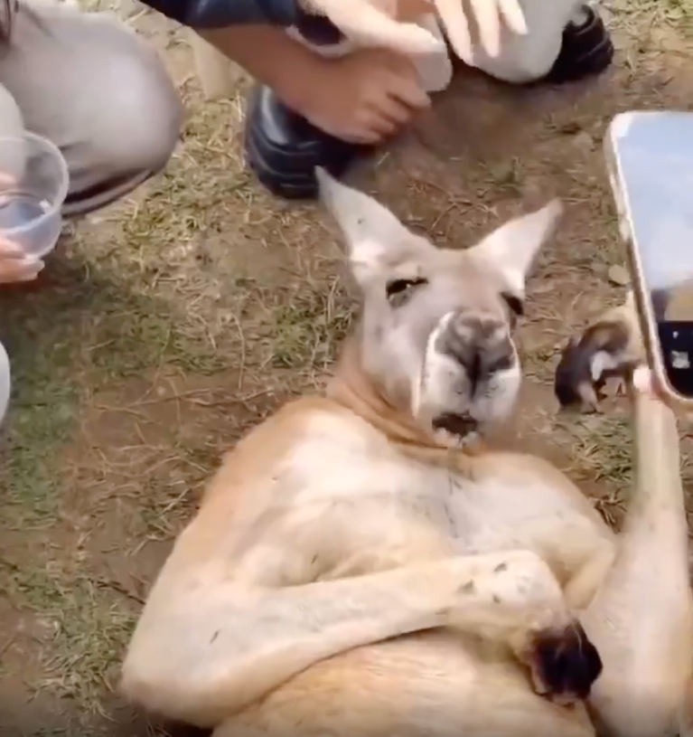 TRENDING NOW: Kangaroo pretends to faint to get food | iNFOnews.ca