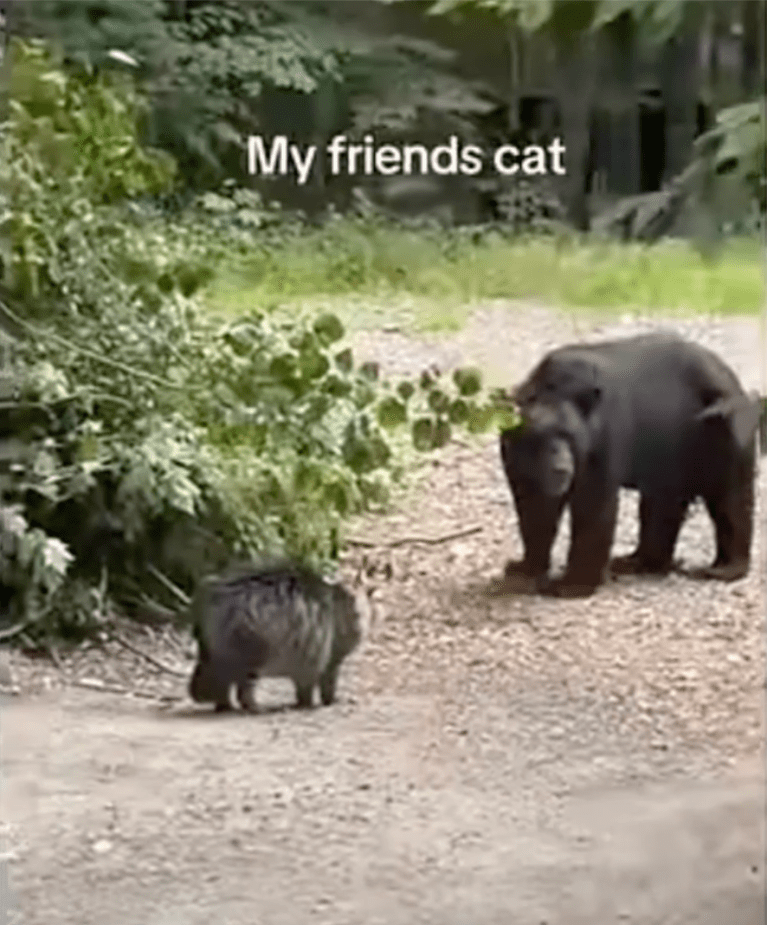 TRENDING NOW: Cat faces off against bear, and wins | iNFOnews.ca