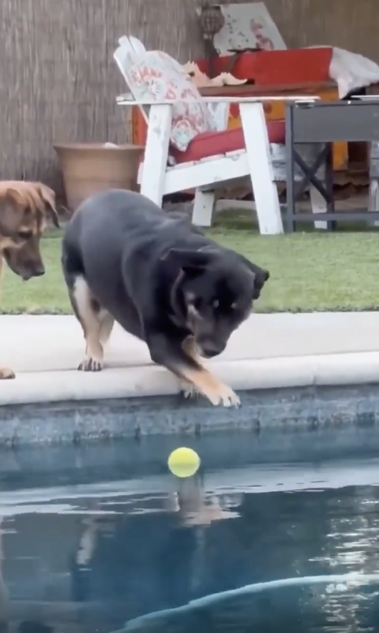 TRENDING NOW: Dog has ball retrieval powers | iNFOnews.ca