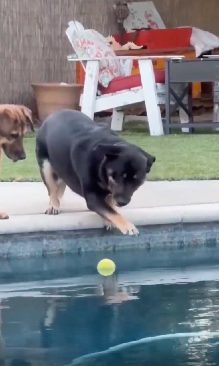 TRENDING NOW: Dog has ball retrieval powers | iNFOnews.ca
