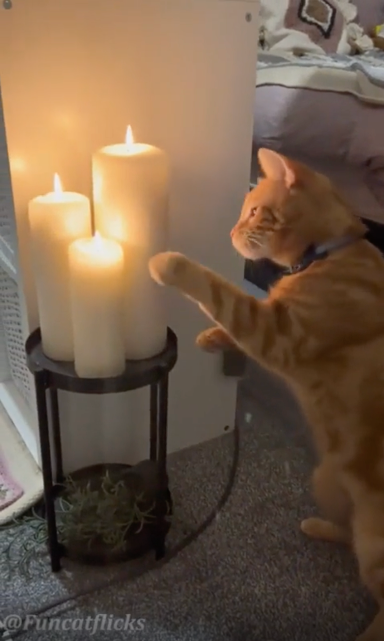 TRENDING NOW: They say orange cats only have one brain cell | iNFOnews.ca