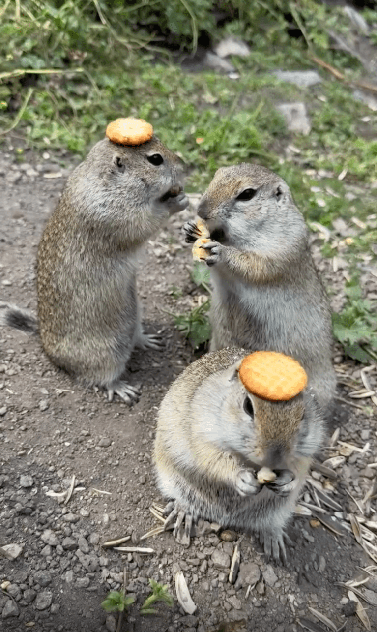 TRENDING NOW: The new pocket gopher game | iNFOnews.ca