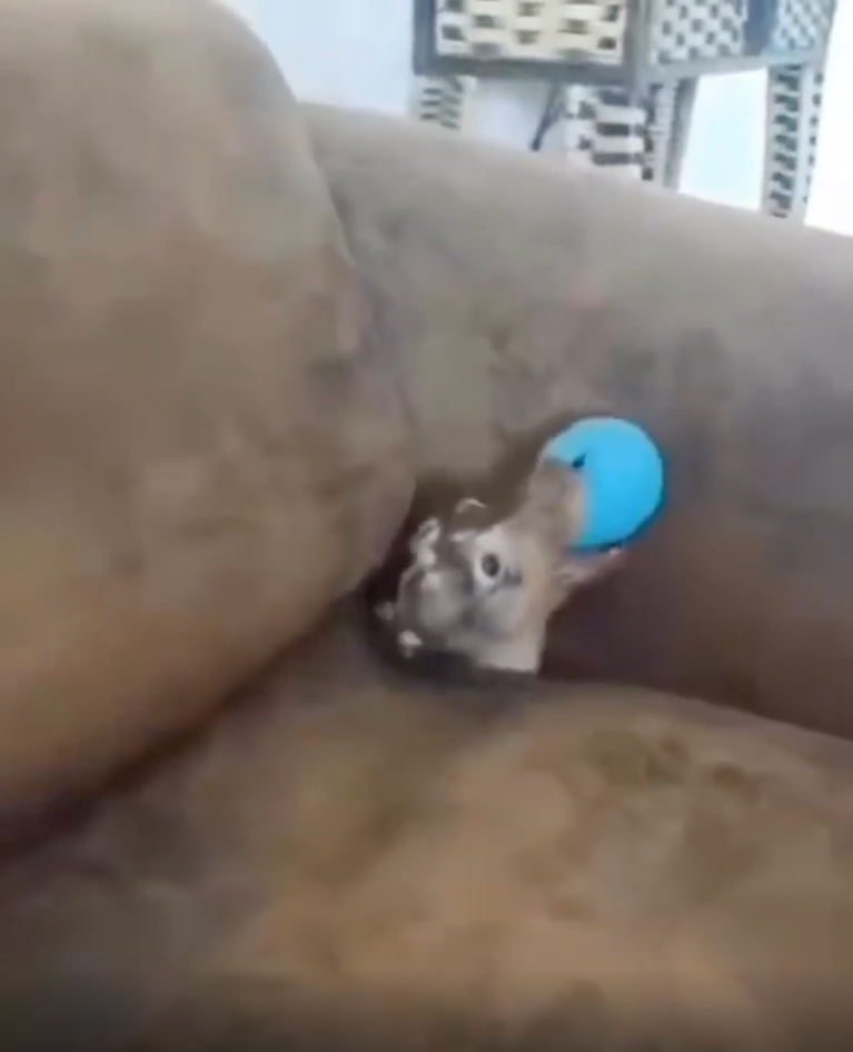 TRENDING NOW: Couch dog accepts your offering | iNFOnews.ca