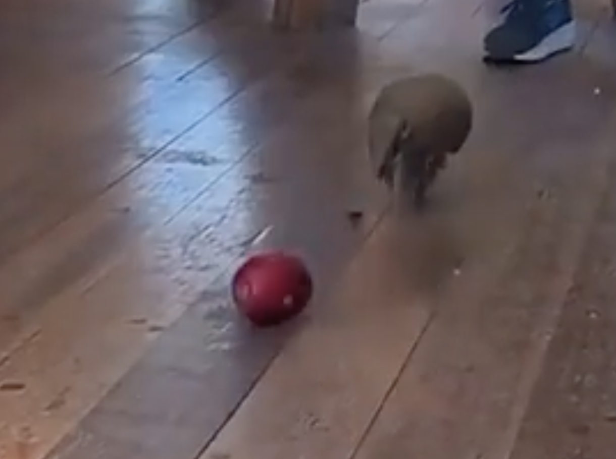TRENDING NOW: Armadillo on a roll | iNFOnews.ca TRENDING NOW: Armadillo on a roll | iNFOnews.ca