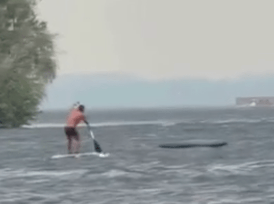 TRENDING NOW: The most determined paddle boarder | iNFOnews.ca