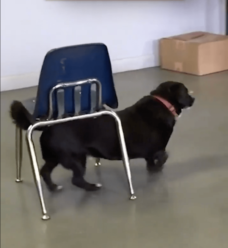 TRENDING NOW: Dog is both cute and smart | iNFOnews.ca