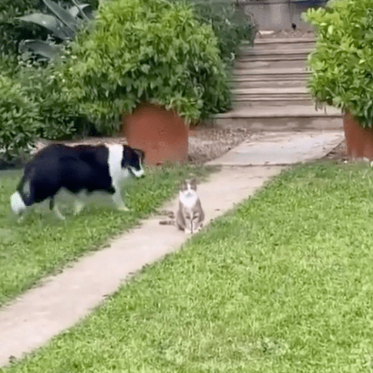TRENDING NOW: Dog literally trying to herd a cat | iNFOnews.ca