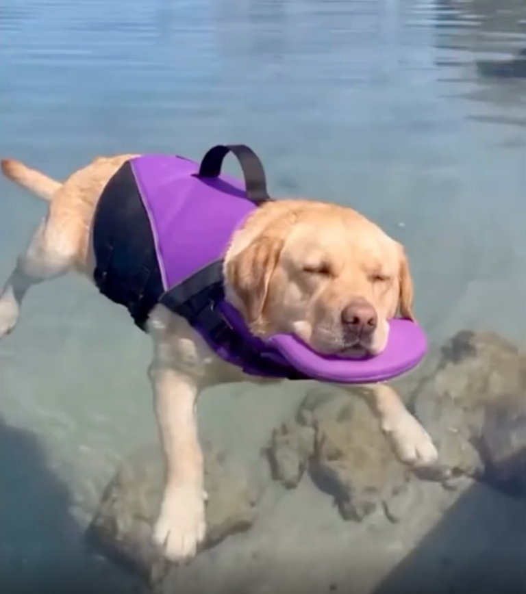 TRENDING NOW: Chunk the dog fell asleep in the pool | iNFOnews.ca