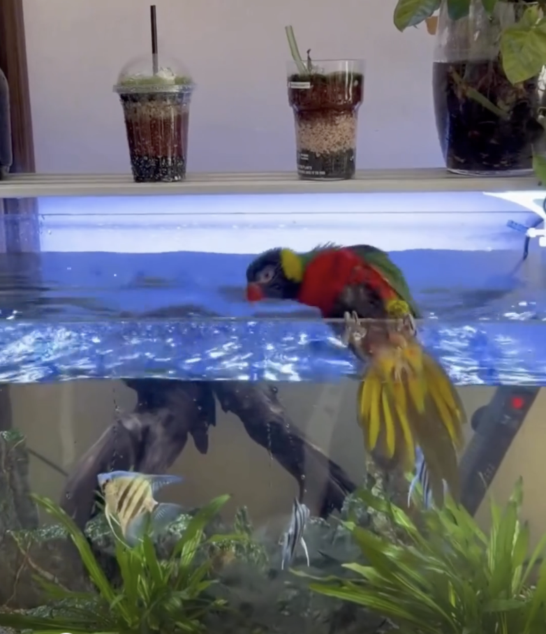 TRENDING NOW: Bird thinks it's a fish | iNFOnews.ca TRENDING NOW: Bird thinks it's a fish | iNFOnews.ca
