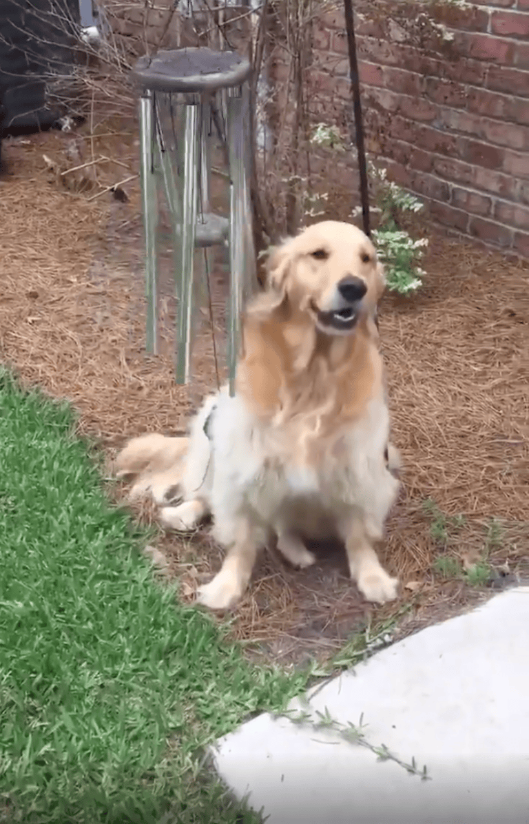 TRENDING NOW: Dog plays the wind chimes just to sing along | iNFOnews.ca