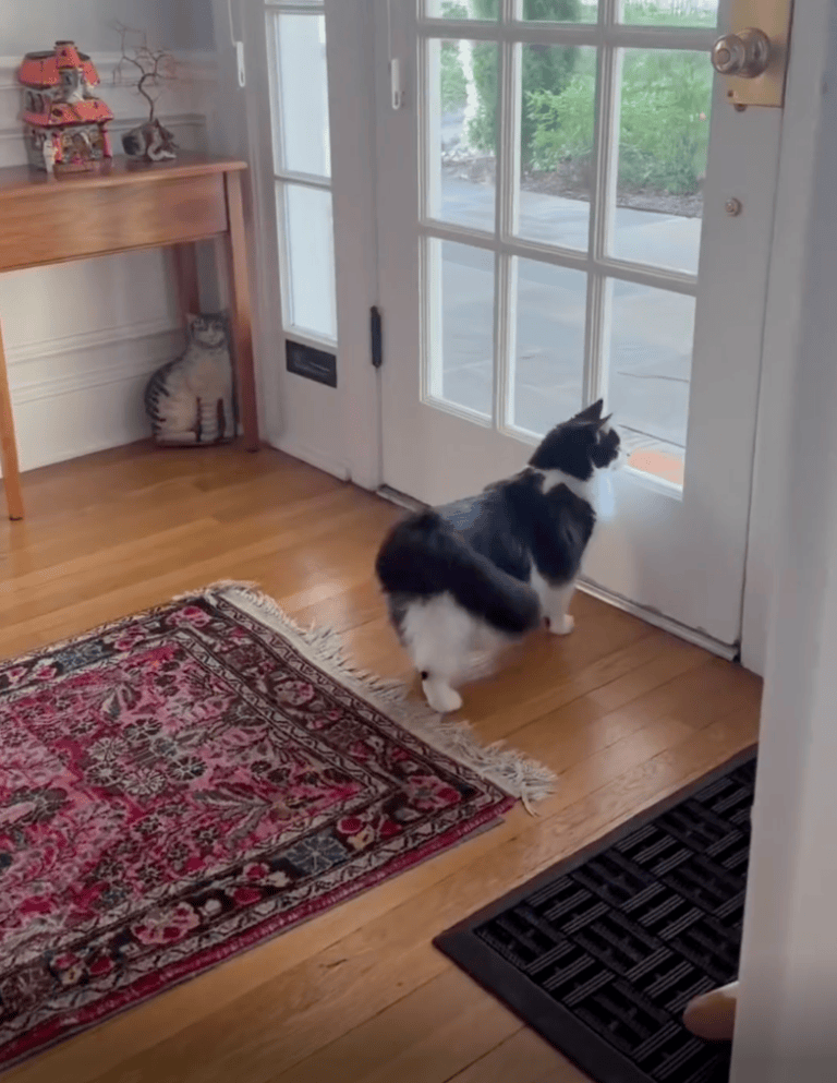 TRENDING NOW: This home protected by security kitty | iNFOnews.ca