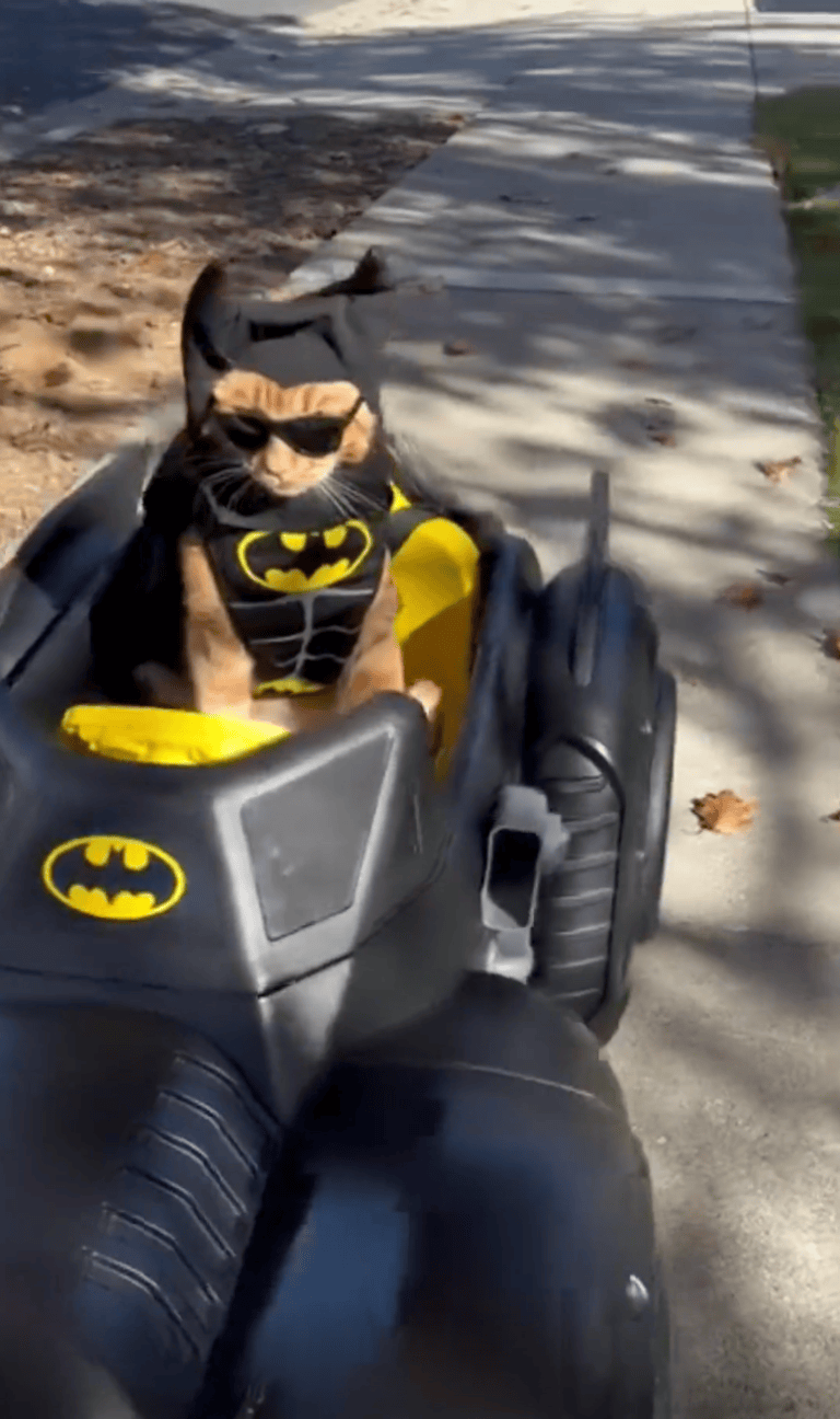 TRENDING NOW: Step aside Batman, here’s Batcat | iNFOnews.ca