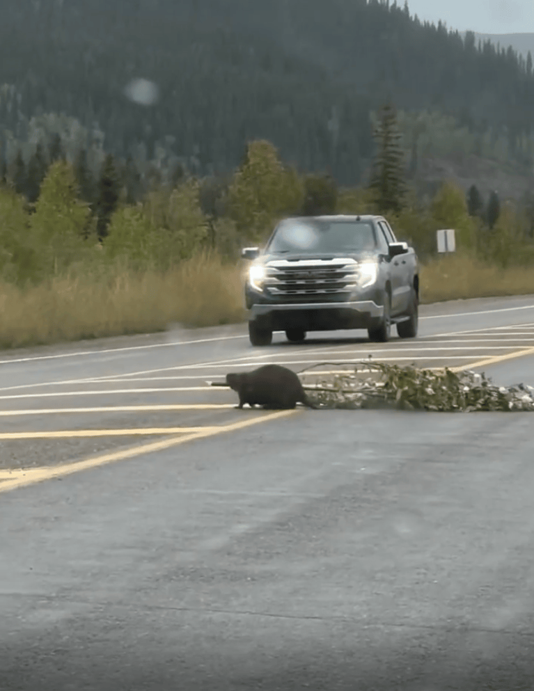 TRENDING NOW: Beaver creates a Canadian-style traffic jam | iNFOnews.ca