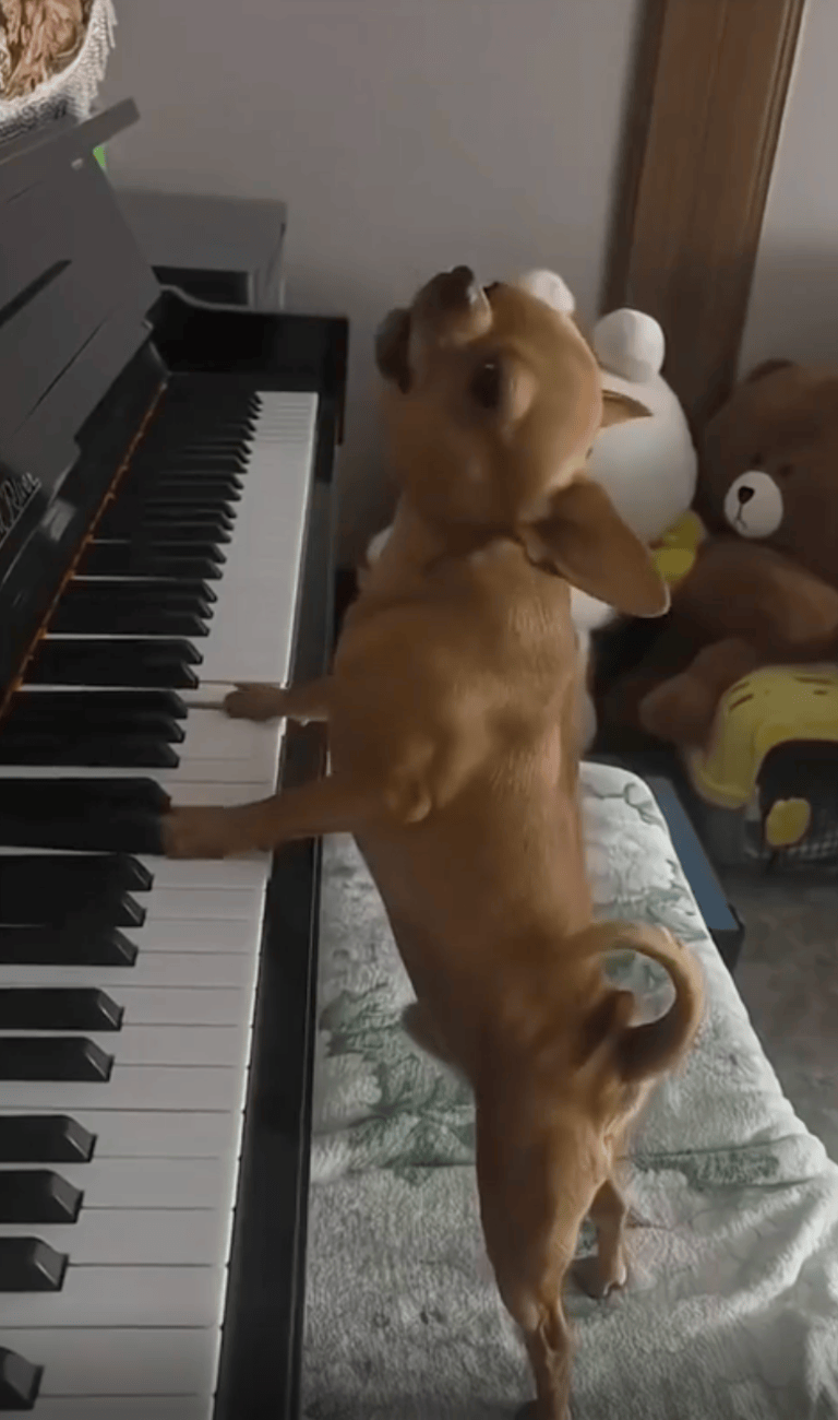 TRENDING NOW: Dog’s a ‘talented’ singer-songwriter | iNFOnews.ca