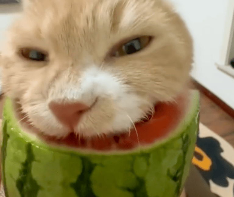 TRENDING NOW: Just a cat and his watermelon | iNFOnews.ca