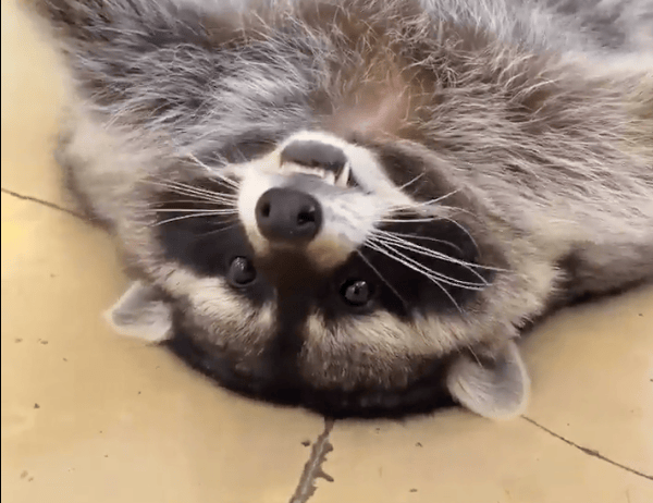 TRENDING NOW: The happiest raccoon on the planet | iNFOnews.ca