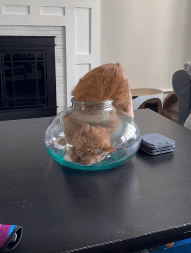 TRENDING NOW: Why orange cat, why? | iNFOnews.ca