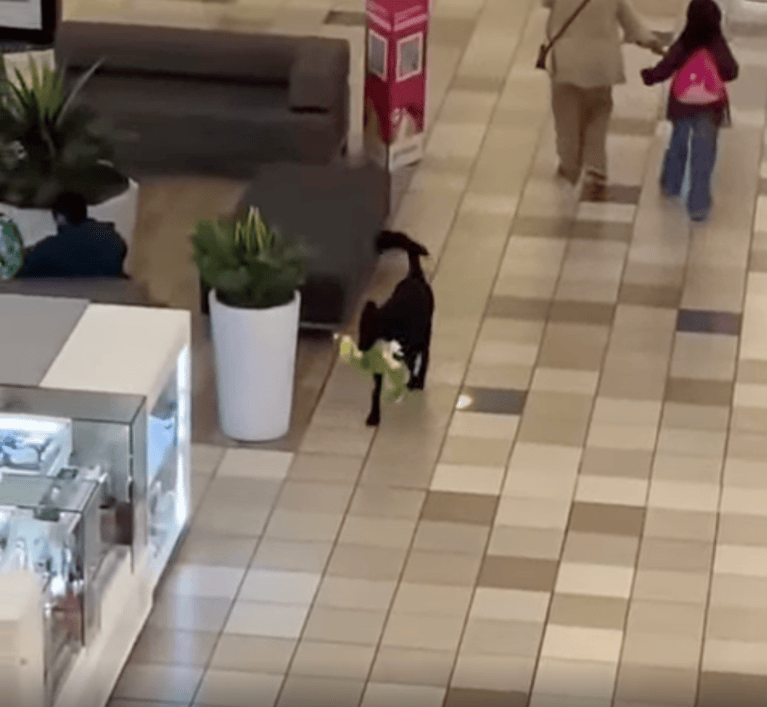 TRENDING NOW: Dog toy thief on the run | iNFOnews.ca