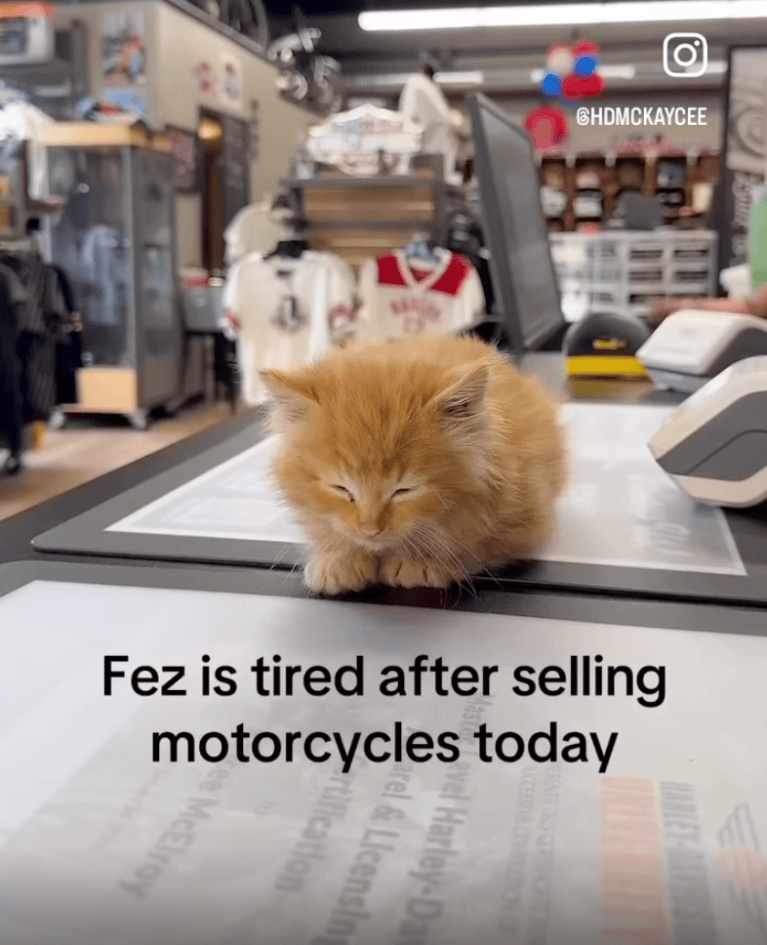 TRENDING NOW: Kitten's first day on the job | iNFOnews.ca