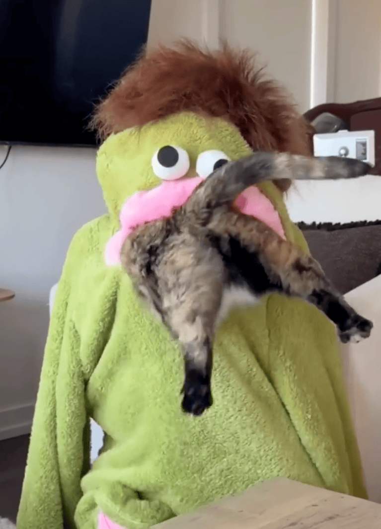 TRENDING NOW: Cinnamon the cat has zero survival skills | iNFOnews.ca