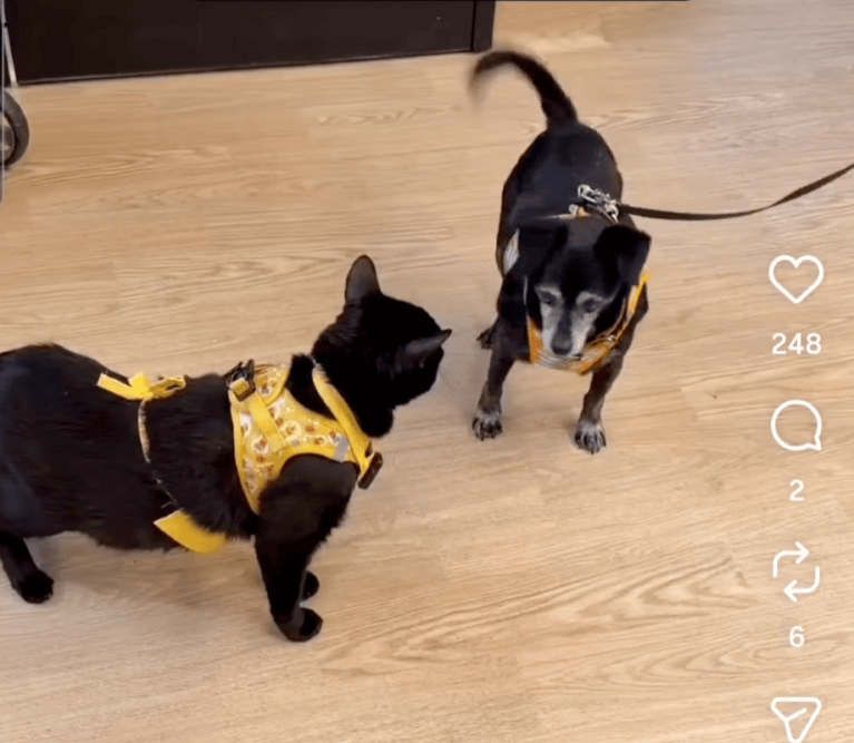 TRENDING NOW: Cat is a dog compatibility tester | iNFOnews.ca