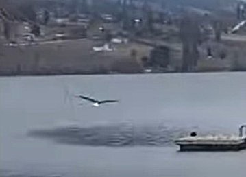A eagle swoops toward a dock on a lake.