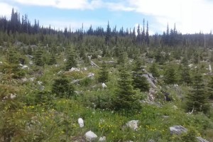 A forestry cut block has young planted trees growing.