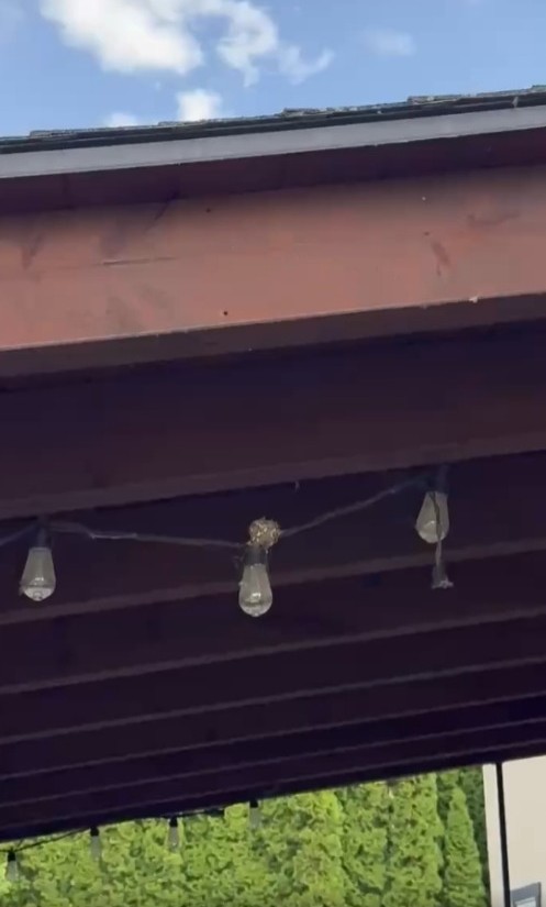 iN PHOTOS: Hummingbird builds nest, raises chicks on a porch light in Kelowna | iNFOnews.ca iN PHOTOS: Hummingbird builds nest, raises chicks on a porch light in Kelowna | iNFOnews.ca