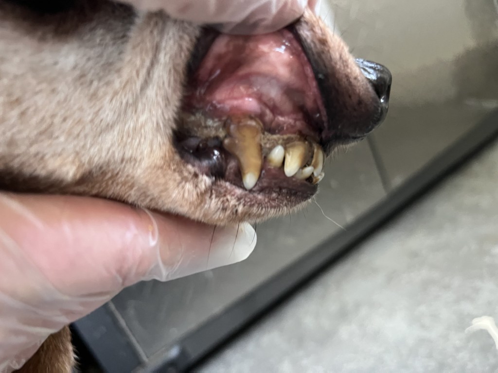 13 abused miniature dachshunds seized from BC Interior breeder | iNFOnews.ca