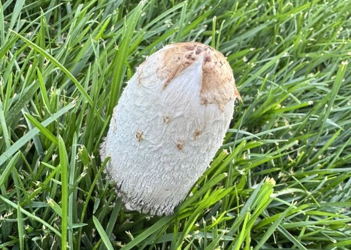 iN PHOTOS: Funky fungus finds in Thompson-Okanagan | iNFOnews.ca iN PHOTOS: Funky fungus finds in Thompson-Okanagan | iNFOnews.ca