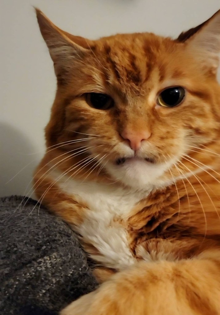 iN PHOTOS: Animal antics brighten dreary winter days in Kamloops, Okanagan | iNFOnews.ca