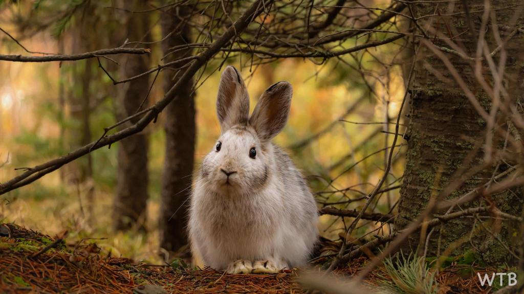 iN PHOTOS: Fun facts about snowshoe hares in Okanagan, Kamloops | iNFOnews.ca
