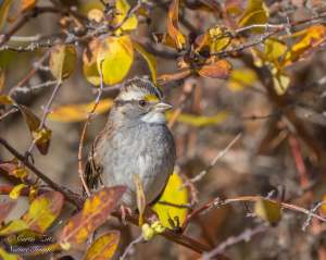 A grey songbird perches on a leafy branch.
