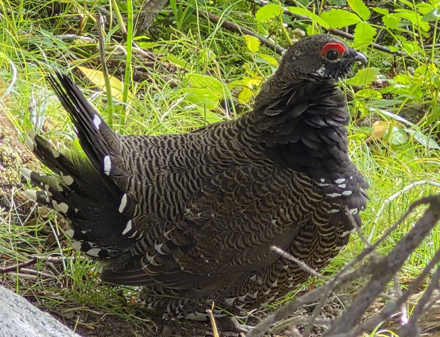 A spruce grouse is seen from the side.