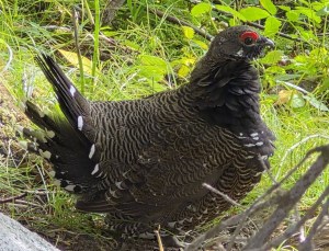 A spruce grouse is seen from the side.