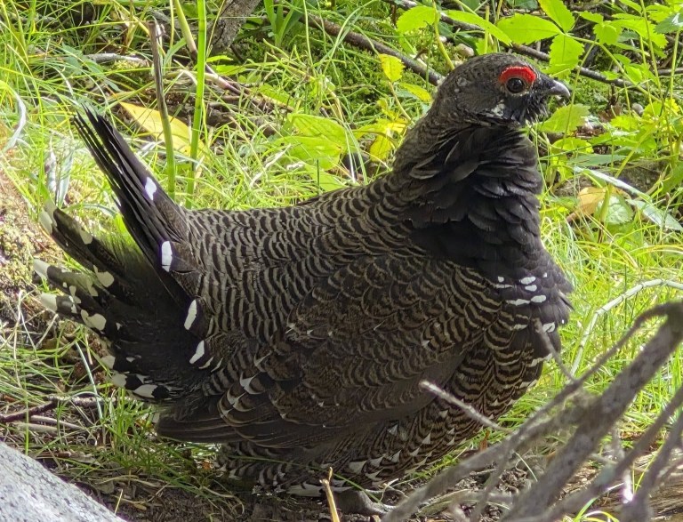 A spruce grouse is seen from the side.
