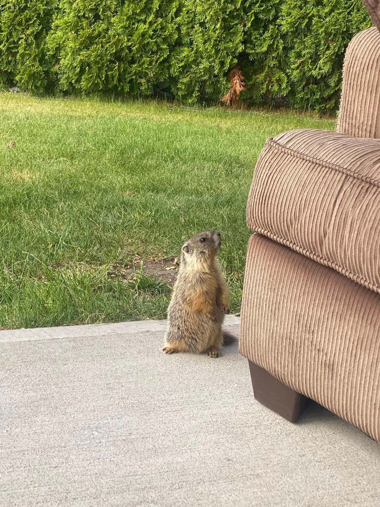 iN PHOTOS: Mischievous marmots in Kamloops, Okanagan | iNFOnews.ca