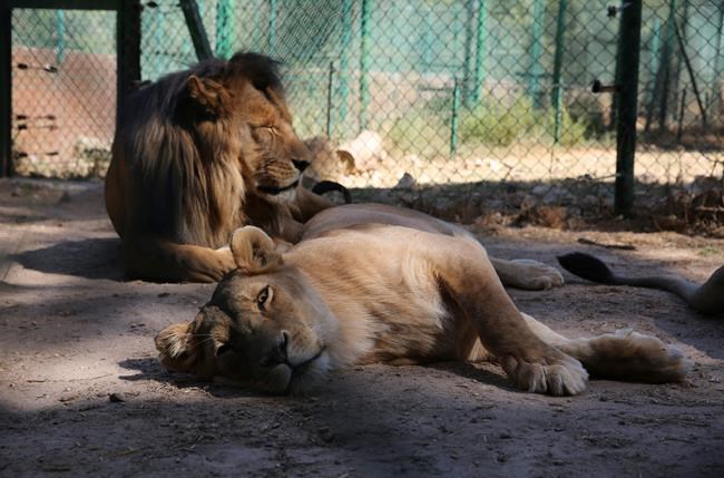 Rescued tigers, bear get new life in Jordan wildlife refuge | iNFOnews.ca
