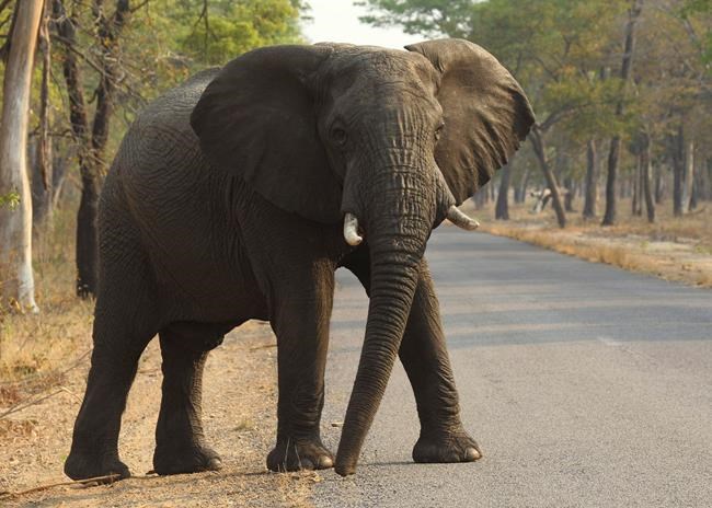 Zimbabwe says 55 elephants have starved to death in 2 months | iNFOnews.ca