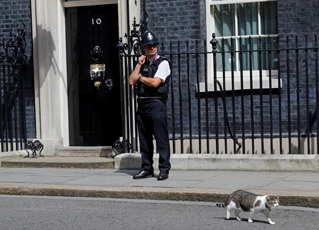 Mice watch out: Larry the cat to stay at 10 Downing Street | iNFOnews.ca